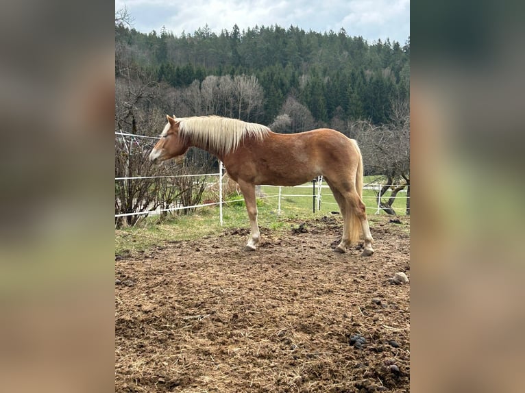 Haflinger Jument 3 Ans 148 cm Alezan in Schindlau