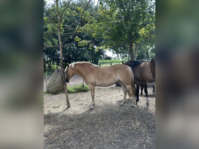 Haflinger Jument 3 Ans 148 cm Alezan in Haren