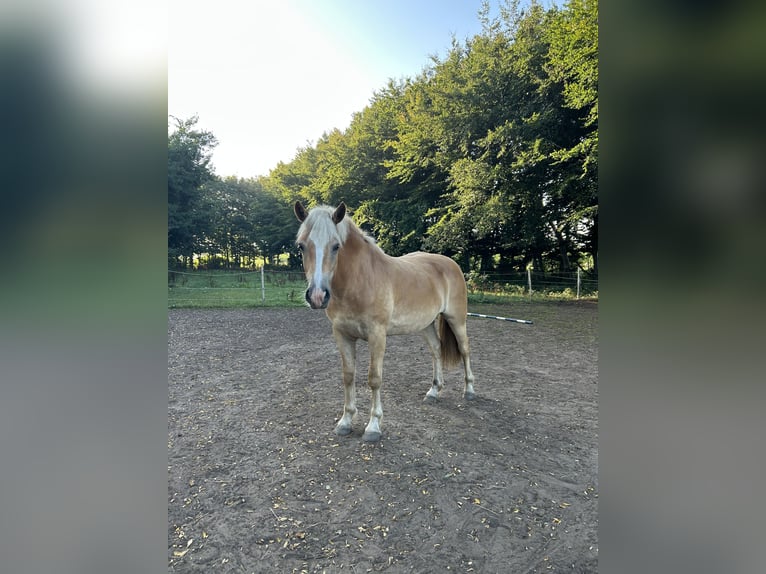 Haflinger Jument 3 Ans 148 cm Alezan in Haren