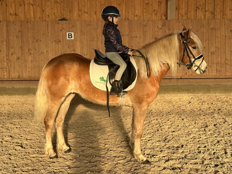 Haflinger Jument 3 Ans 148 cm Alezan in Riedlingen