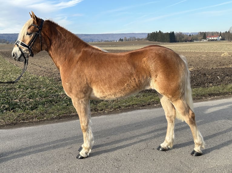 Haflinger Jument 3 Ans 148 cm Alezan in Riedlingen