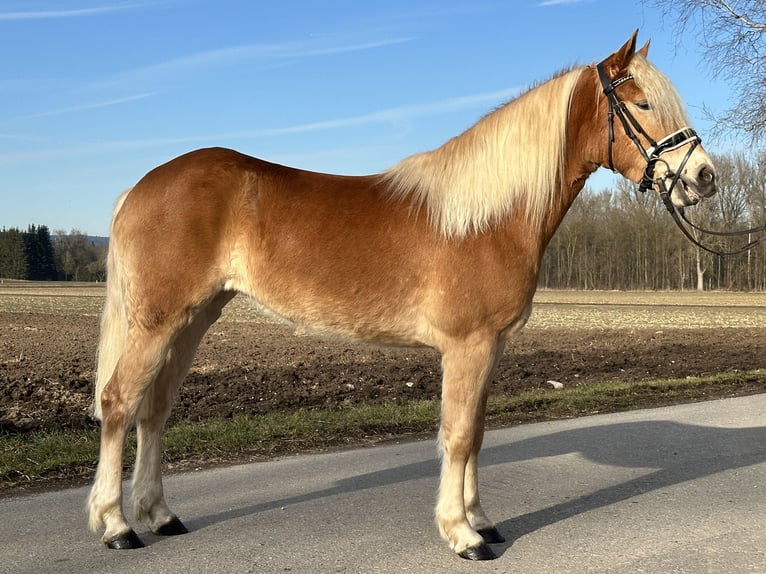 Haflinger Jument 3 Ans 148 cm Alezan in Riedlingen