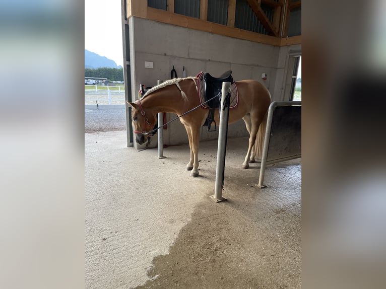 Haflinger Jument 3 Ans 148 cm Alezan in Goldegg