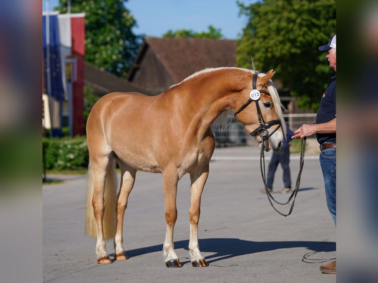 Haflinger Jument 3 Ans 148 cm  in Scharnstein