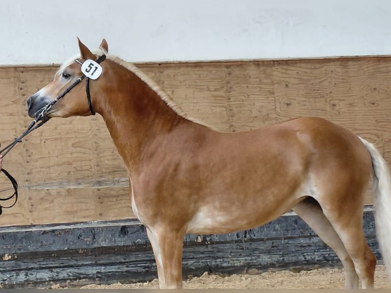 Haflinger Jument 3 Ans 148 cm  in Dingolfing