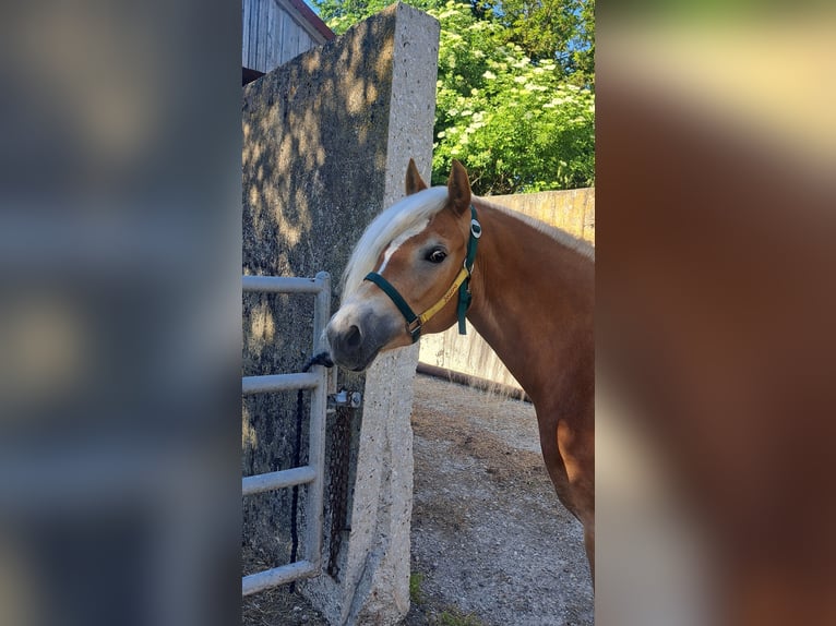 Haflinger Jument 3 Ans 148 cm  in Dingolfing