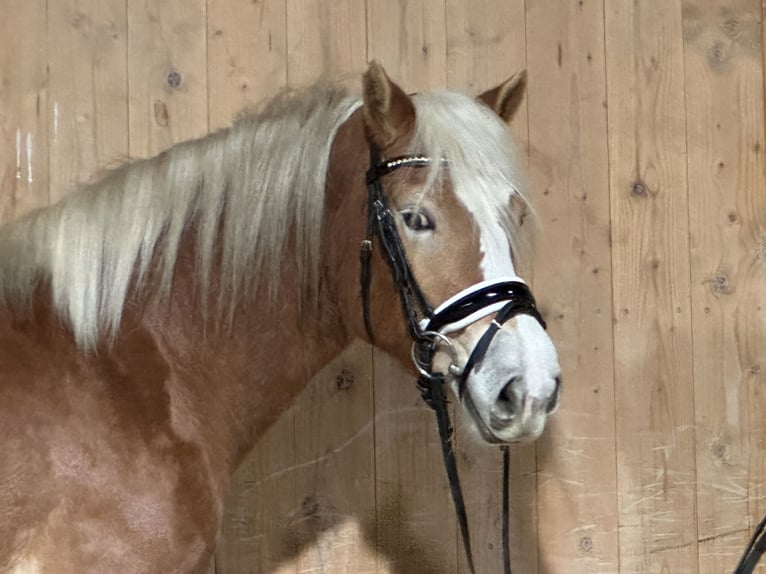 Haflinger Jument 3 Ans 149 cm Alezan in Riedlingen