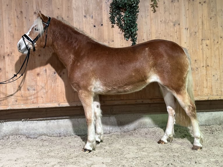 Haflinger Jument 3 Ans 149 cm Alezan in Riedlingen