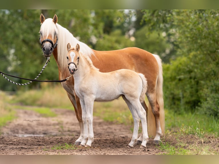 Haflinger Jument 3 Ans 149 cm in Schönhagen