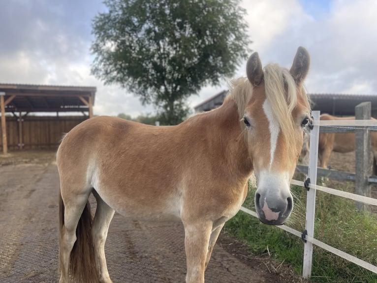 Haflinger Jument 3 Ans 149 cm in Schönhagen