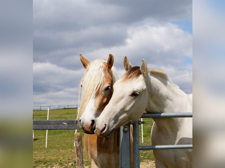 Haflinger Jument 3 Ans 149 cm Isabelle in Gerersdorf bei Güssing