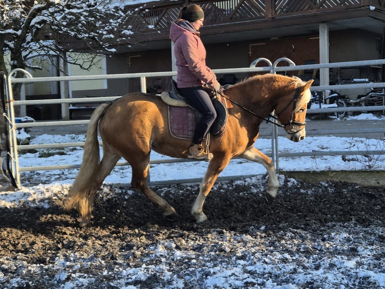 Haflinger Jument 3 Ans 150 cm Alezan in Stadtschlaining