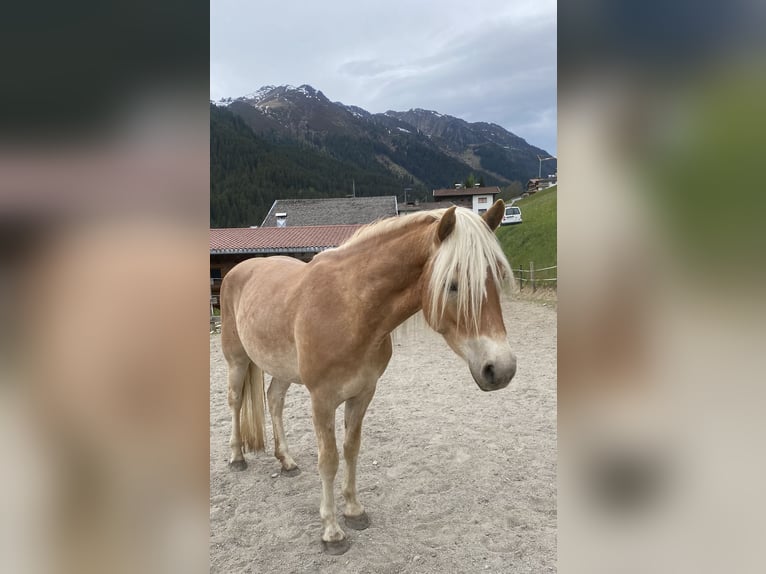 Haflinger Jument 3 Ans 150 cm Alezan in Hippach-Schwendberg
