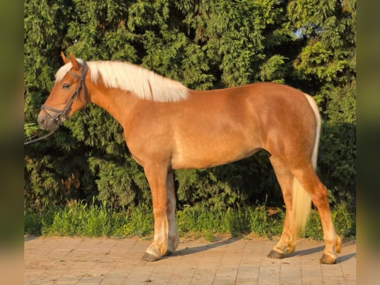 Haflinger Croisé Jument 3 Ans 150 cm Alezan in Neu Gaarz