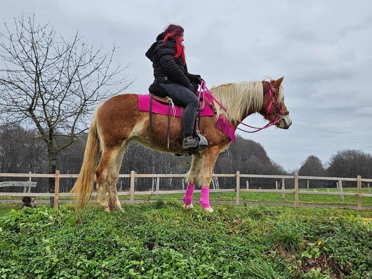 Haflinger Jument 3 Ans 150 cm Alezan in Linkenbach