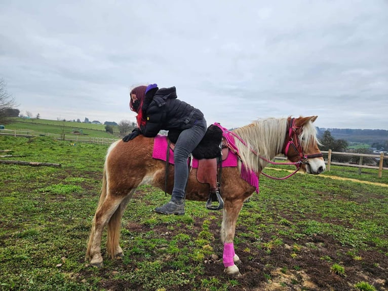 Haflinger Jument 3 Ans 150 cm Alezan in Linkenbach
