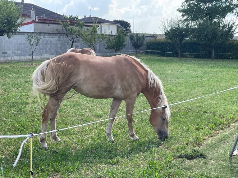 Haflinger Jument 3 Ans 150 cm Alezan in Caravaggio