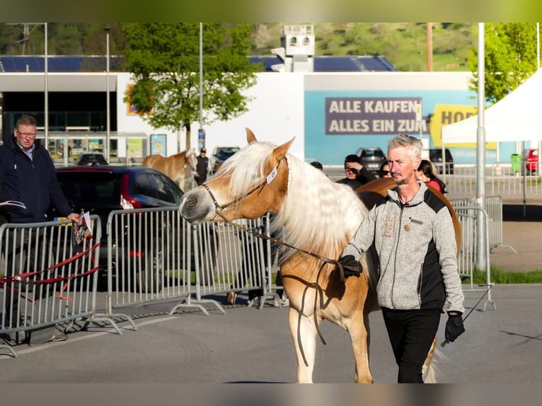 Haflinger Jument 3 Ans 150 cm Alezan cuivré in Arzl im Pitztal
