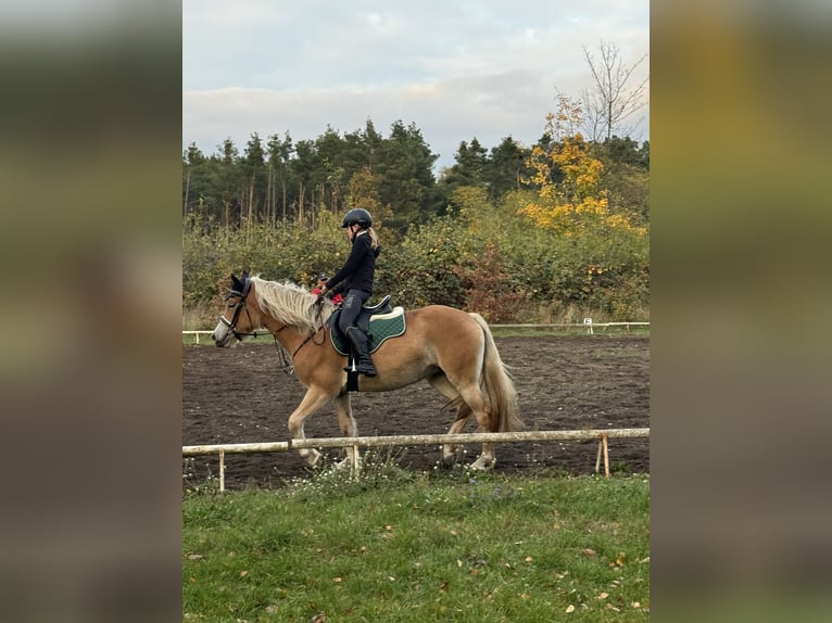 Haflinger Jument 3 Ans 150 cm in Hohenseeden