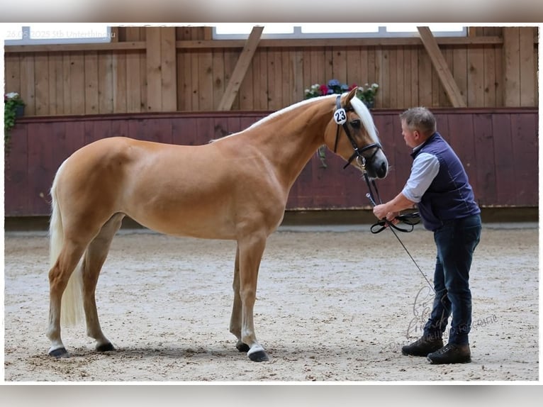Haflinger Jument 3 Ans 150 cm Palomino in F&#xFC;ssen