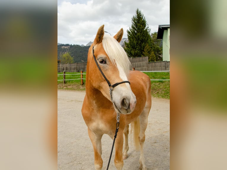 Haflinger Jument 3 Ans 151 cm Alezan in Saalfelden
