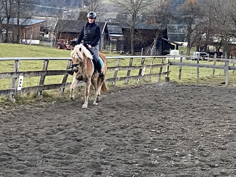 Haflinger Jument 3 Ans 152 cm Alezan in K&#xF6;tschach