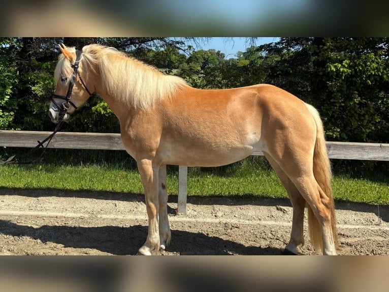 Haflinger Jument 3 Ans 152 cm Alezan in Süderlügum