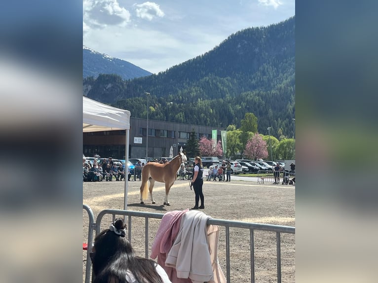 Haflinger Jument 3 Ans 152 cm  in Sölden