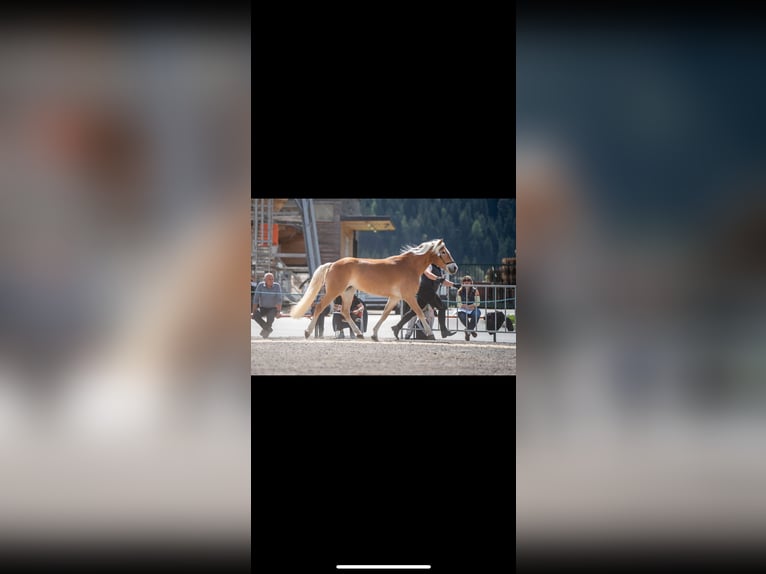 Haflinger Jument 3 Ans 152 cm  in Sölden
