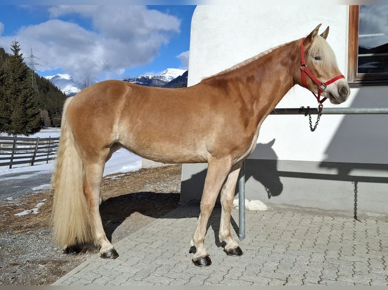 Haflinger Jument 3 Ans 153 cm Alezan in Nauders