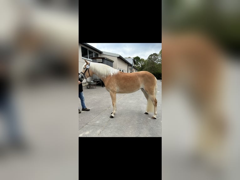 Haflinger Jument 3 Ans 153 cm Alezan in Ottenhausen