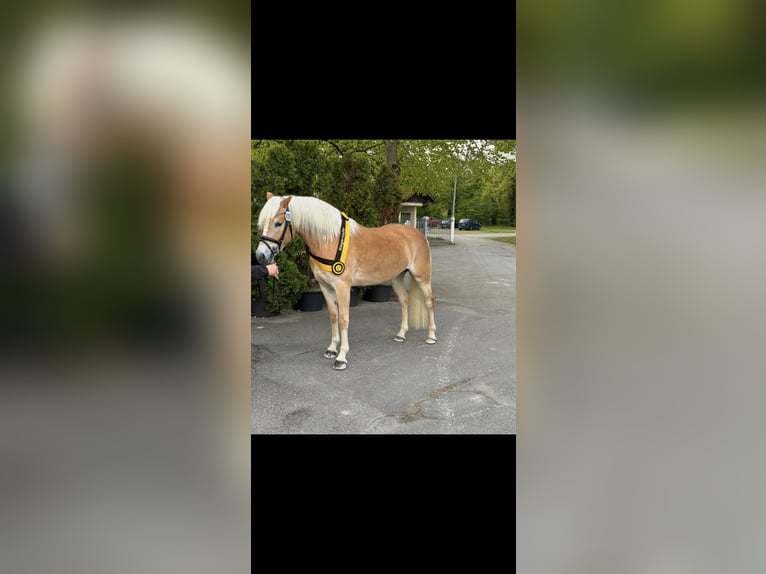 Haflinger Jument 3 Ans 153 cm Alezan in Ottenhausen