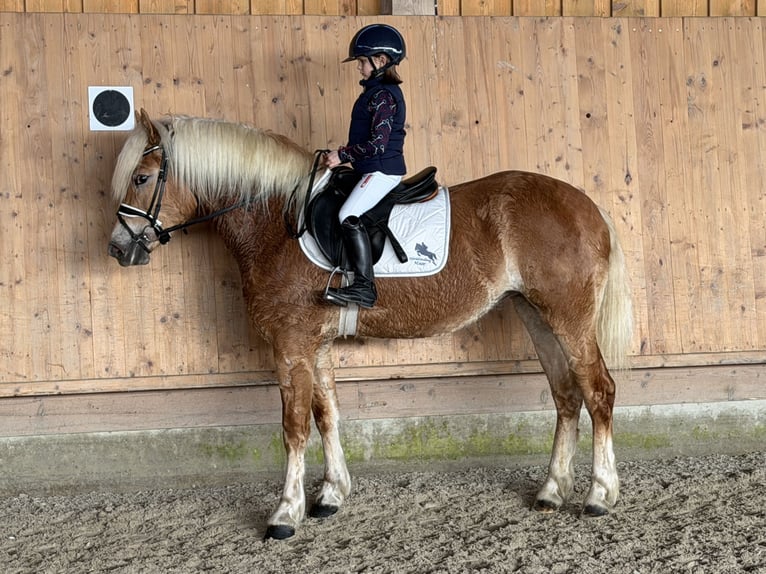 Haflinger Jument 3 Ans 154 cm Alezan in Riedlingen