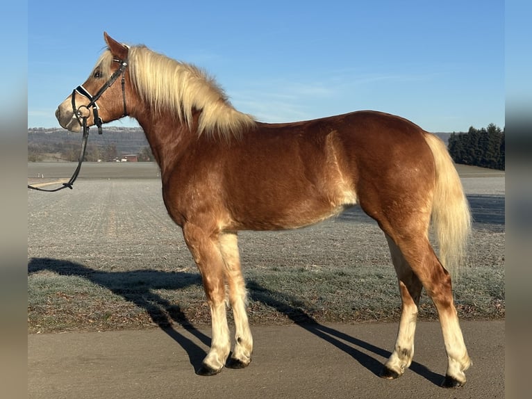 Haflinger Jument 3 Ans 154 cm Alezan in Riedlingen