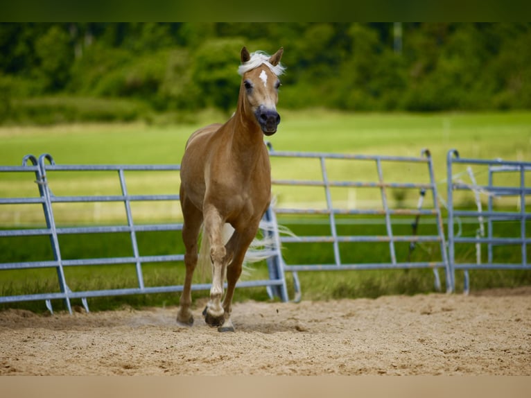 Haflinger Jument 3 Ans 155 cm in Ziemetshausen