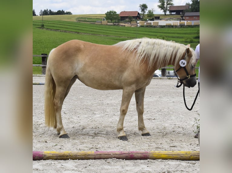 Haflinger Jument 3 Ans Alezan brûlé in Postojna