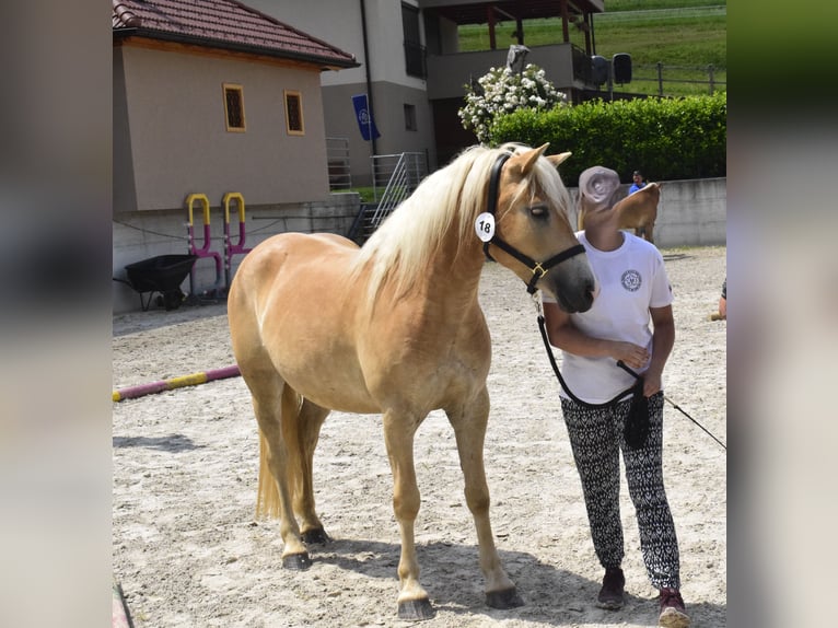 Haflinger Jument 3 Ans Alezan brûlé in Postojna