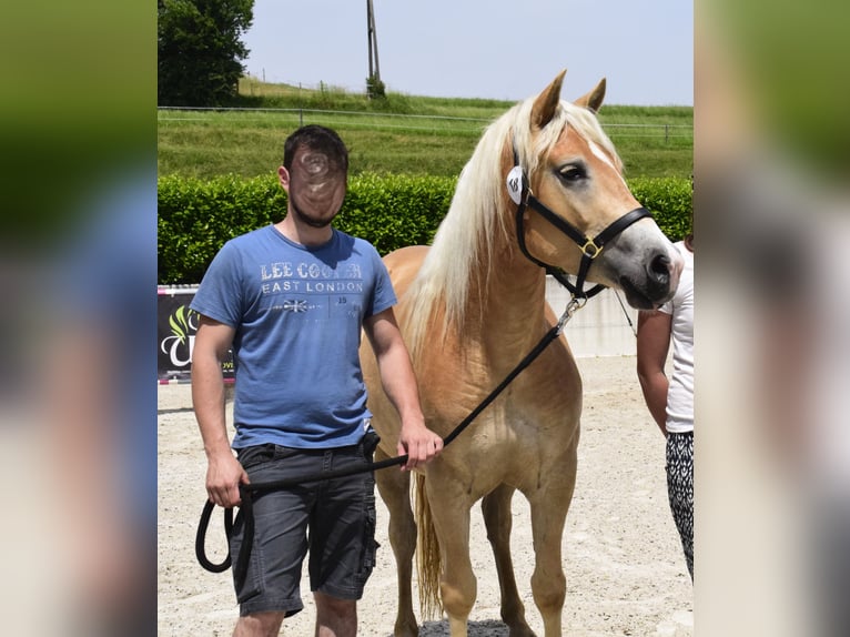 Haflinger Jument 3 Ans Alezan brûlé in Postojna