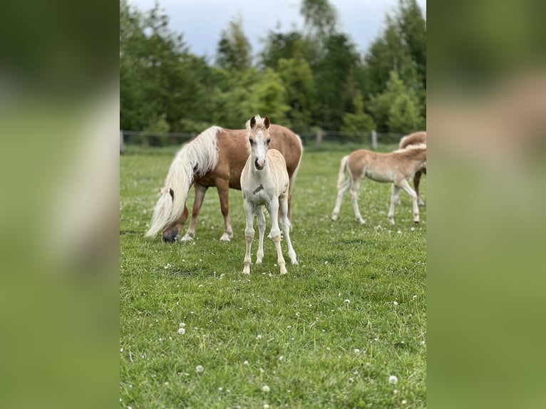 Haflinger Jument 3 Ans Alezan in Seedorf