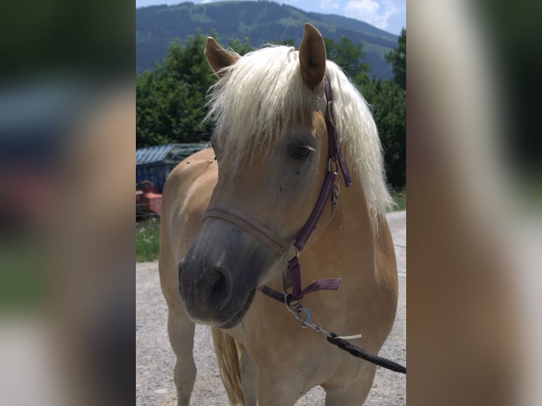 Haflinger Jument 3 Ans Alezan in Plasselb