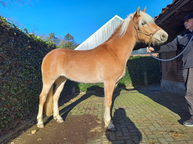 Haflinger Jument 3 Ans Alezan in Winterswijk Henxel