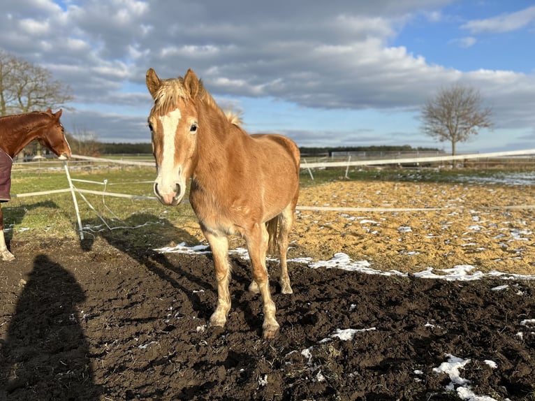 Haflinger Jument 3 Ans in Bremerhaven