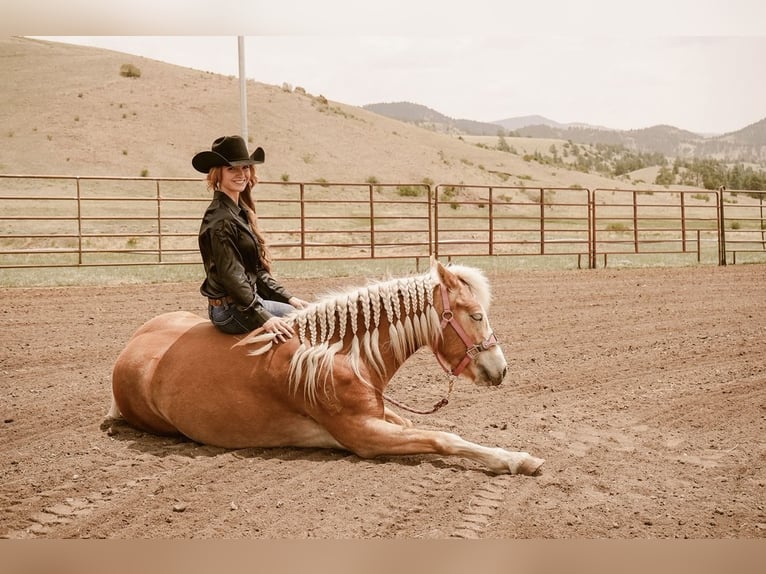 Haflinger Jument 4 Ans 135 cm Alezan brûlé in Guffey, CO