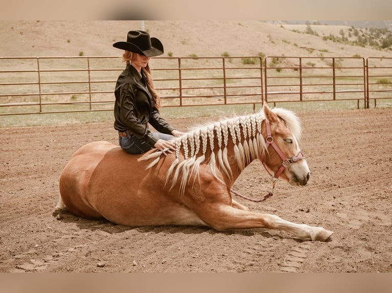 Haflinger Jument 4 Ans 135 cm Alezan brûlé in Guffey, CO