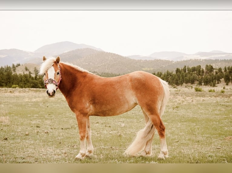 Haflinger Jument 4 Ans 135 cm Alezan brûlé in Guffey, CO