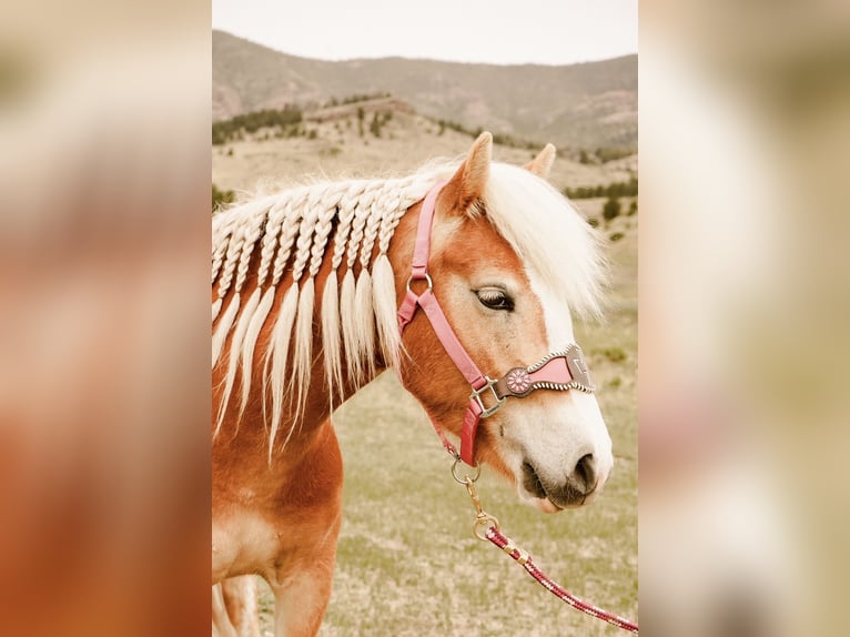 Haflinger Jument 4 Ans 135 cm Alezan brûlé in Guffey, CO