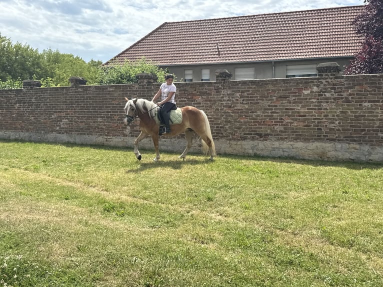 Haflinger Jument 4 Ans 140 cm  in Freyburg