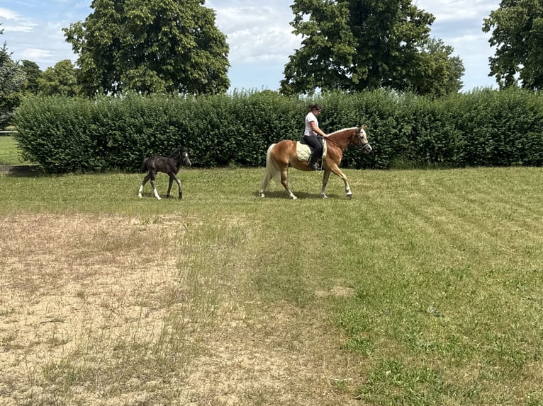 Haflinger Jument 4 Ans 140 cm  in Freyburg