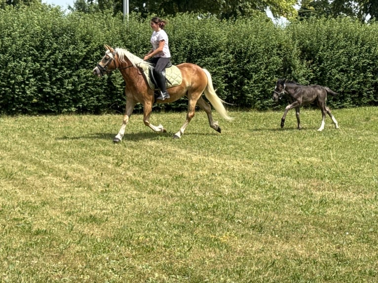 Haflinger Jument 4 Ans 140 cm  in Freyburg