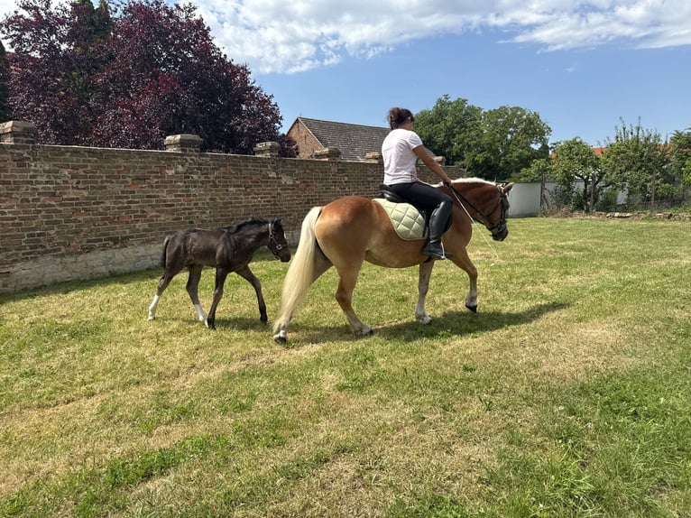 Haflinger Jument 4 Ans 140 cm  in Freyburg